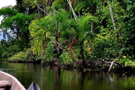 Berge du rio, Réserve Pacaya-Simiria
